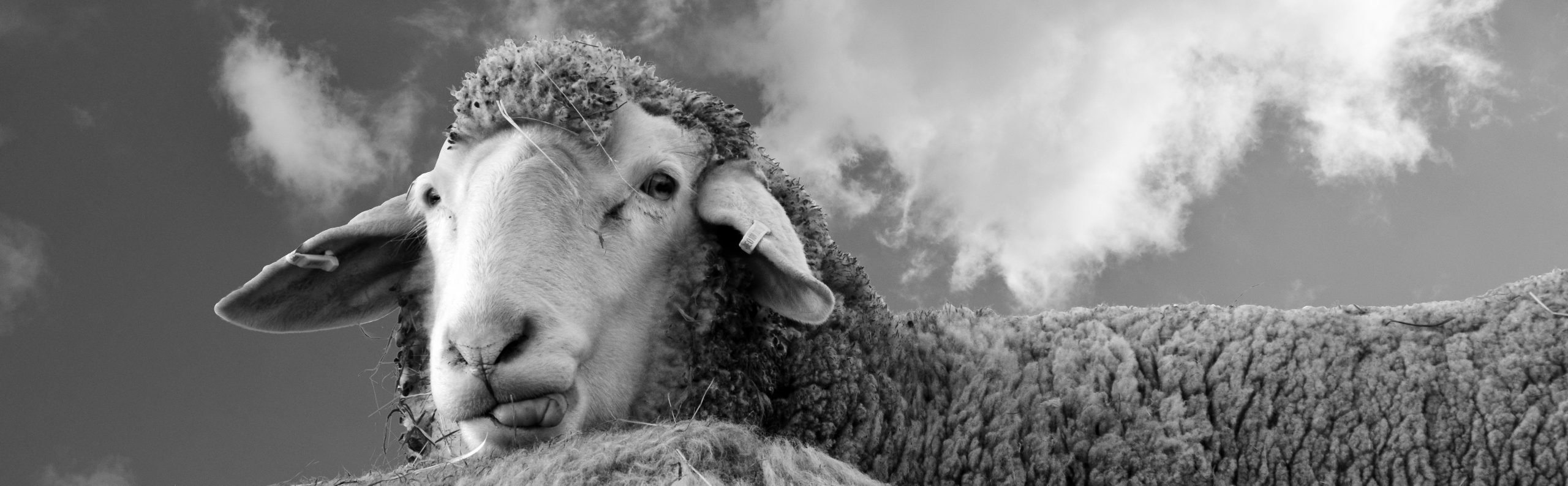 sheepheaderzugeschnittenpxherecom