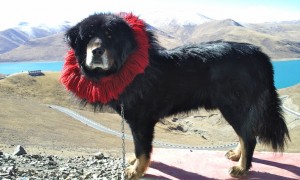 Tibetan mastiff wearing Kekhor