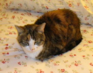 Example for catloaf